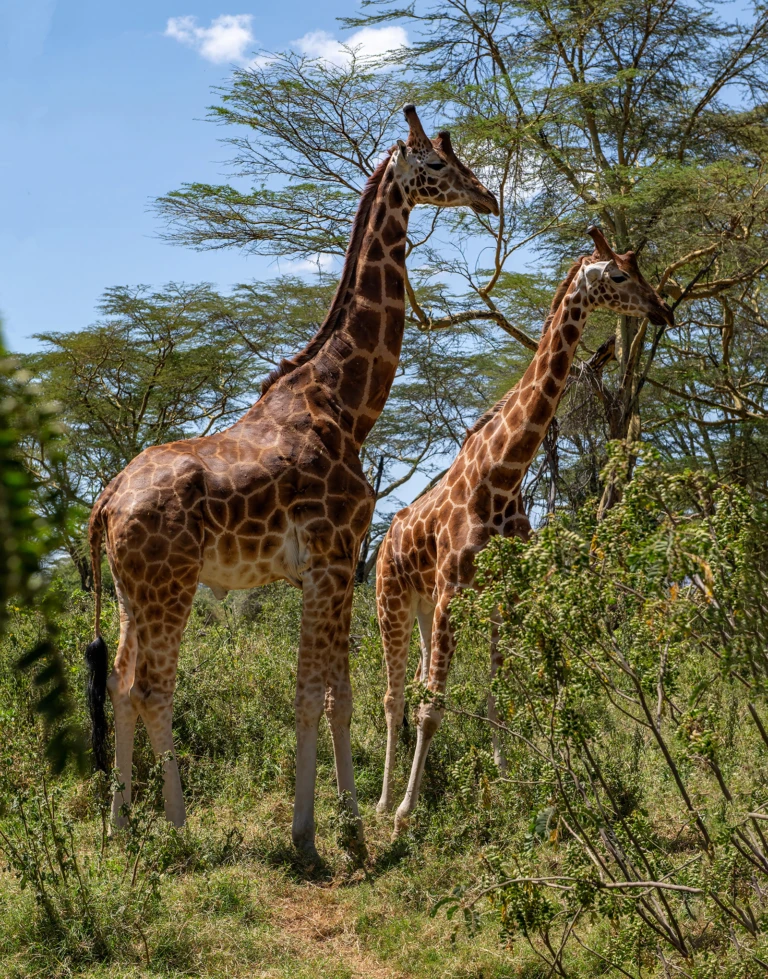 Lake Nakuru Park