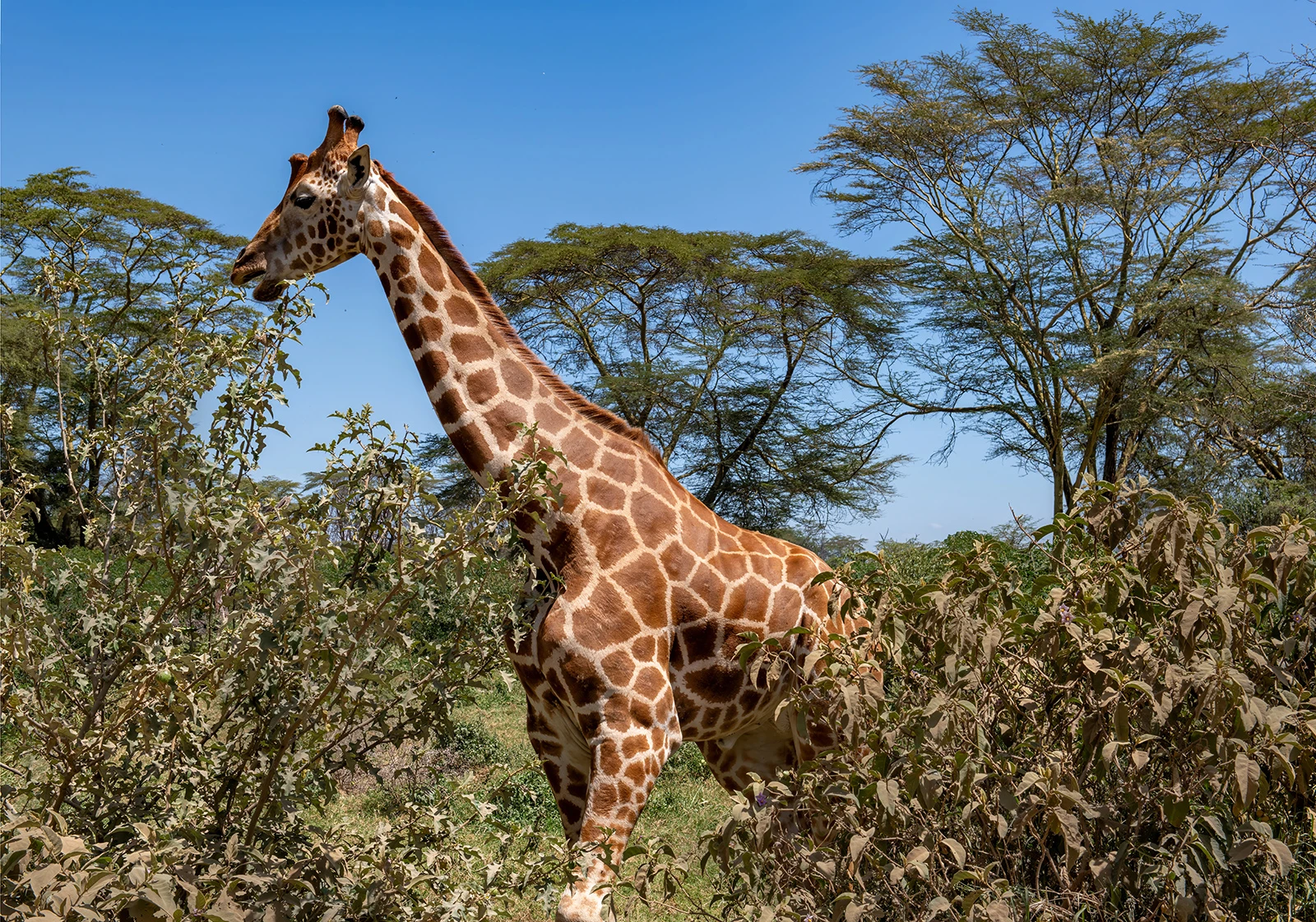 Right in front, Kenia-Tansania – photo by Reiner Boehme