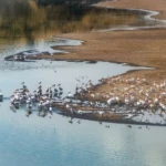 More pelicans