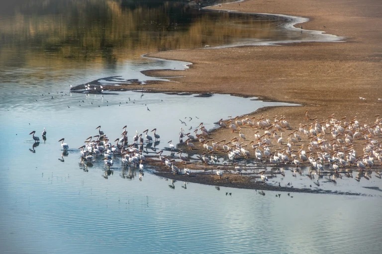 More pelicans