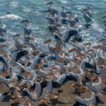 Pelicans