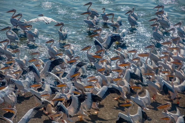 Pelicans