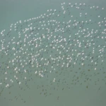 Better view of flamingos in flight