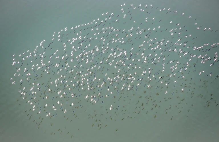 Better view of flamingos in flight