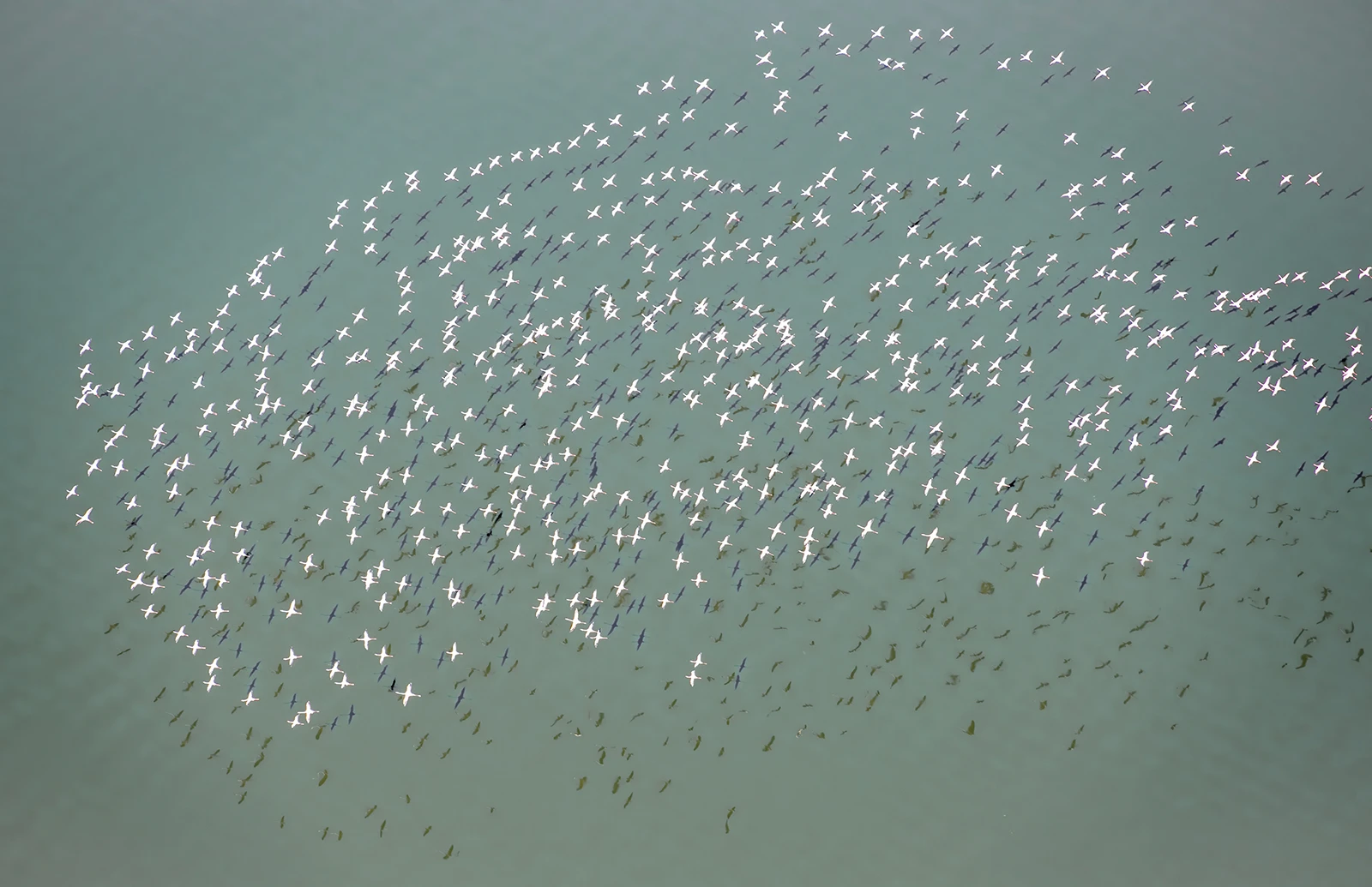 Better view of flamingos in flight, Kenia-Tansania – photo by Reiner Boehme