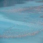 Thousands of flamingos