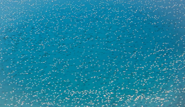 Nothing but flamingos