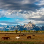 Grand Teton view