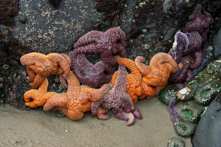 Starfish during low tide