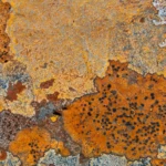 Lichen