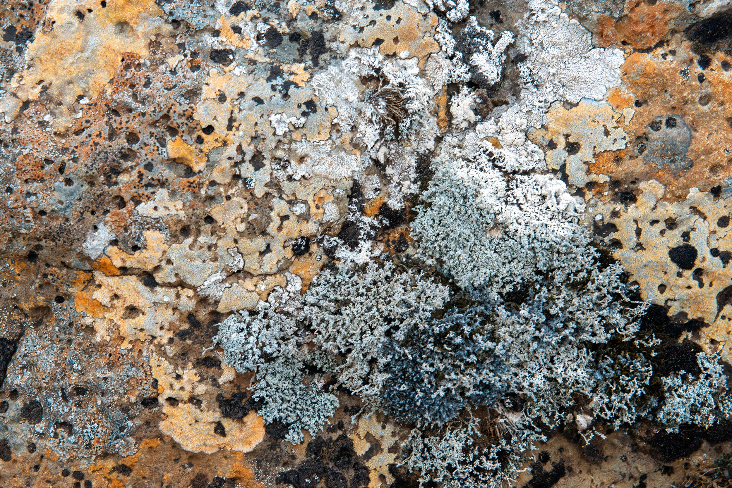 Lichen patterns, Iceland – photo by Reiner Boehme