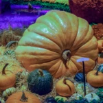 362 kg pumpkin