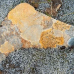 Lichen on stone