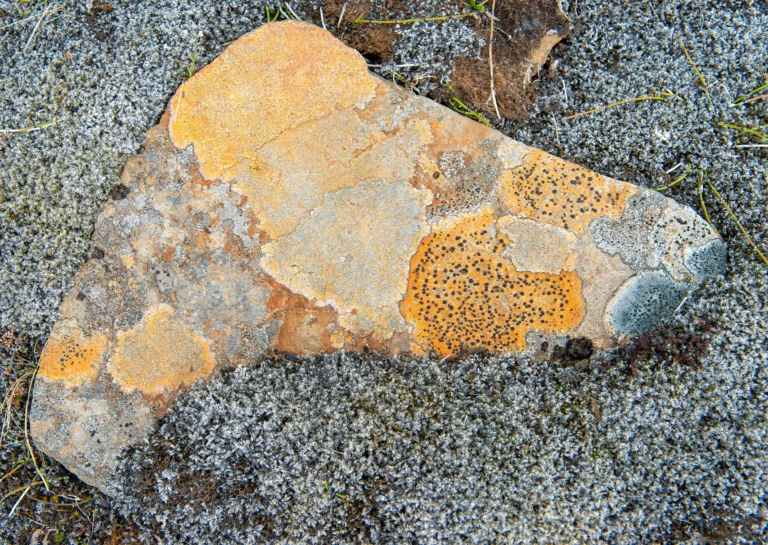 Lichen on stone