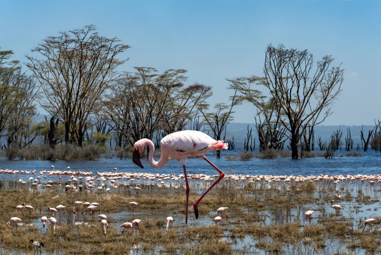 Kenia-Tansania – photo by Reiner Boehme