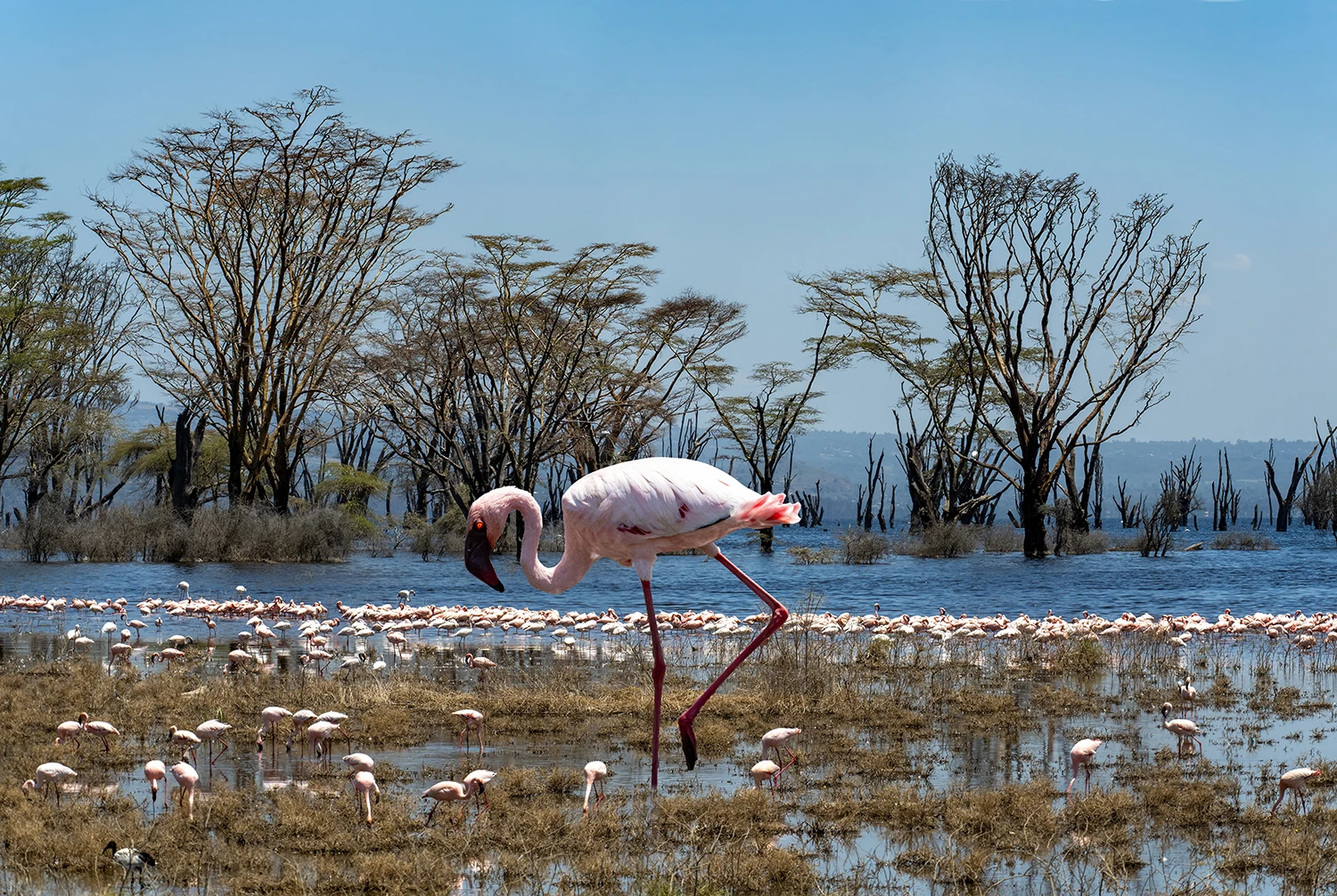 Flamingos all over, Kenia-Tansania – photo by Reiner Boehme