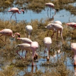 Flamingos on lake Nakuru