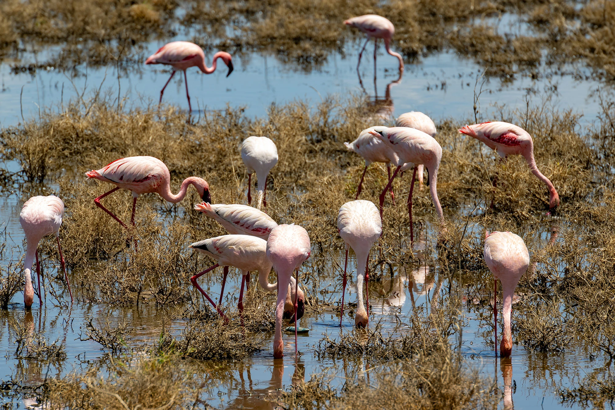 Flamingos on lake Nakuru, Kenia-Tansania – photo by Reiner Boehme