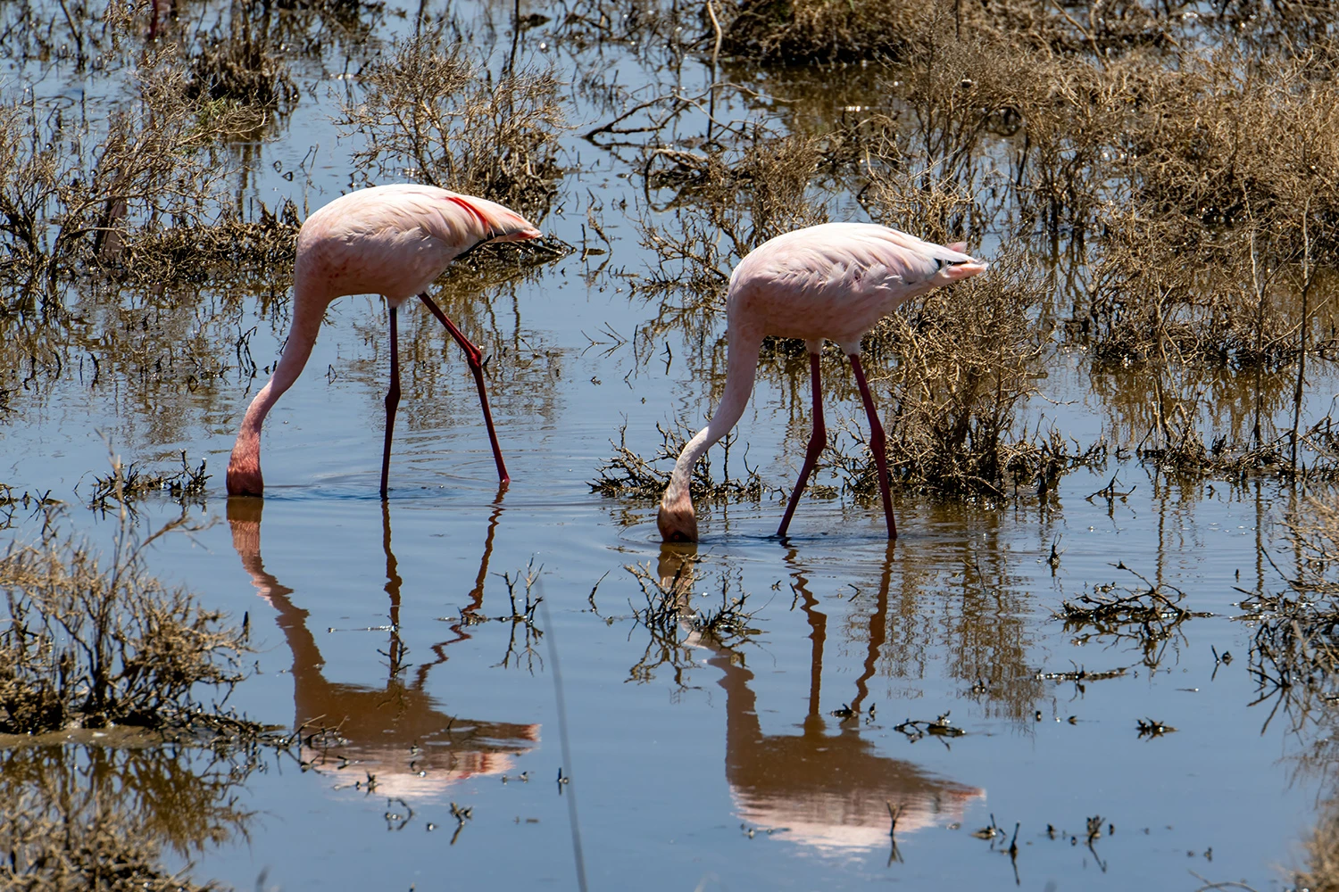Very near, Kenia-Tansania – photo by Reiner Boehme