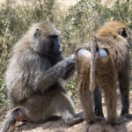 Baboons taking care of each other