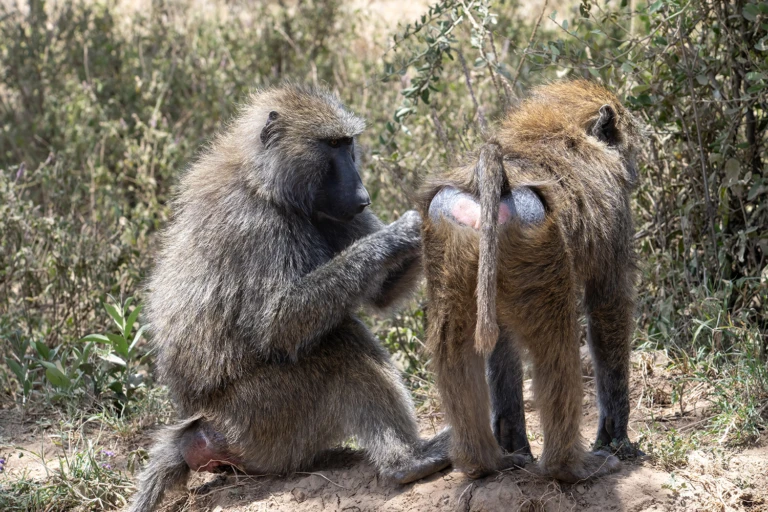 Baboons taking care of each other