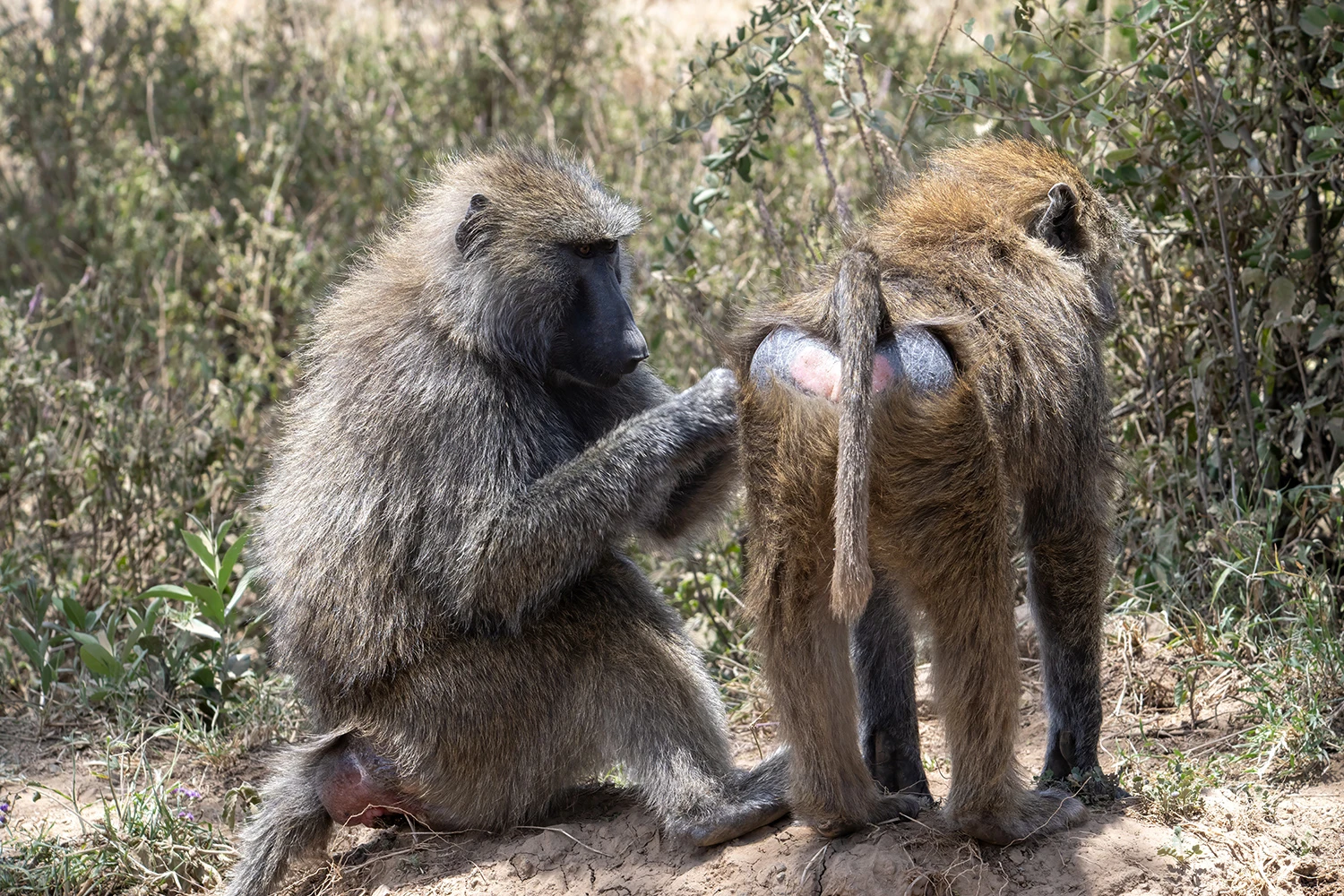 Baboons taking care of each other, Kenia-Tansania – photo by Reiner Boehme