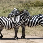 Lake Nakuru NP
