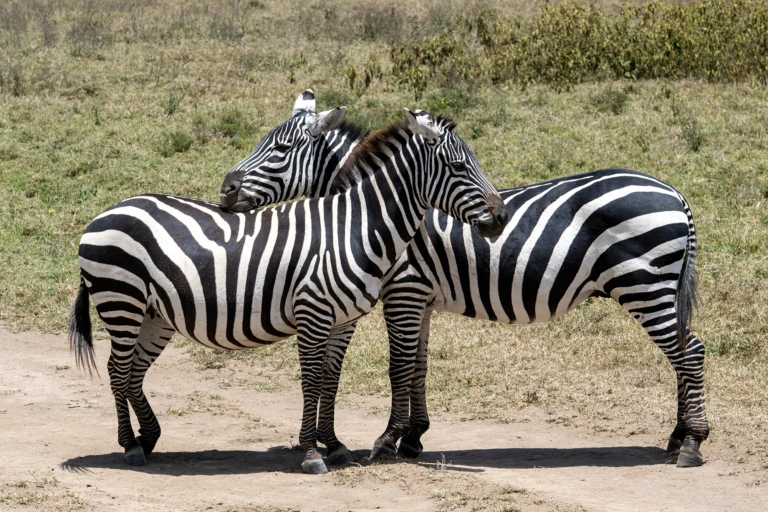 Lake Nakuru NP