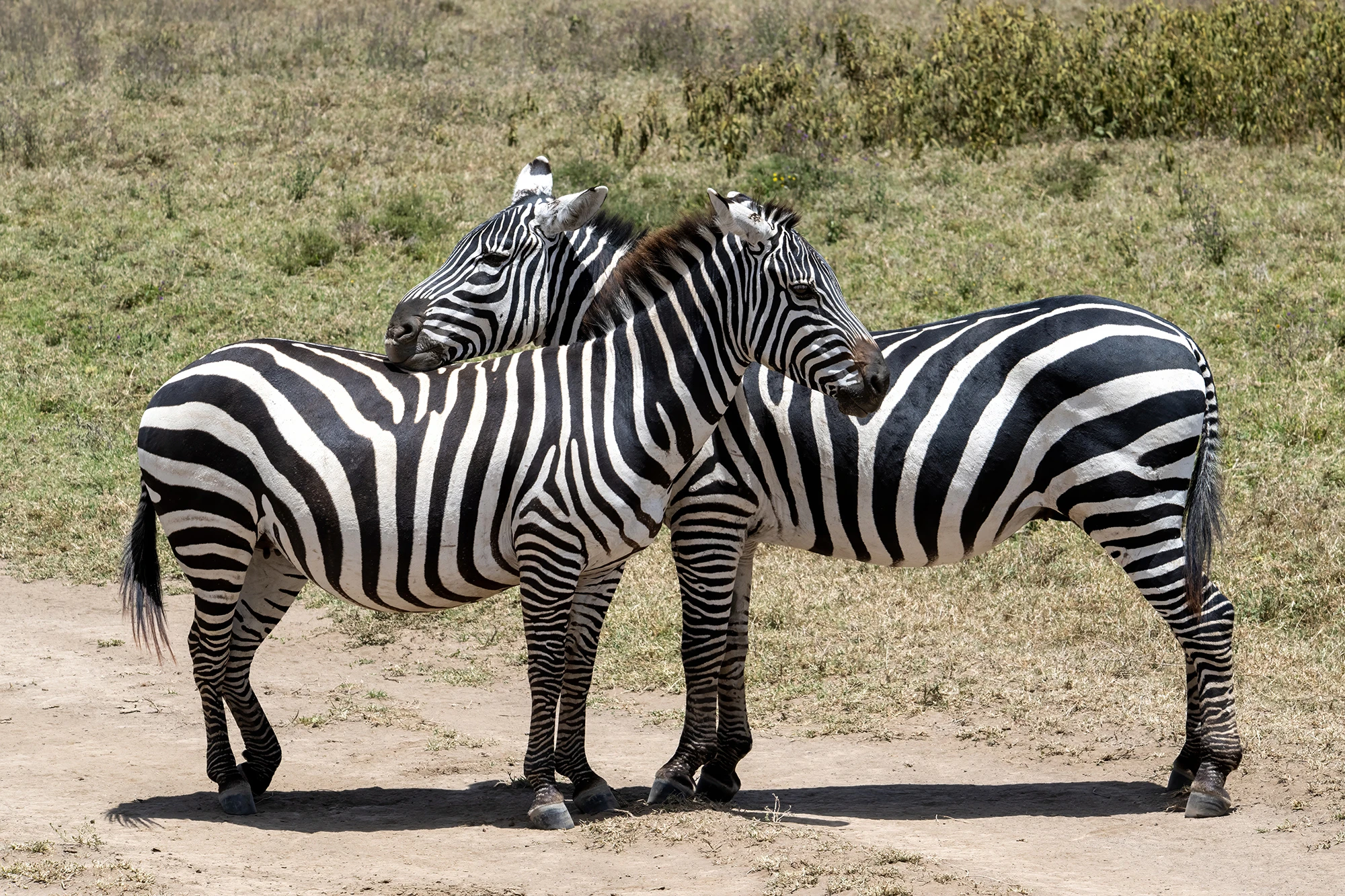 Lake Nakuru NP, Kenia-Tansania – photo by Reiner Boehme
