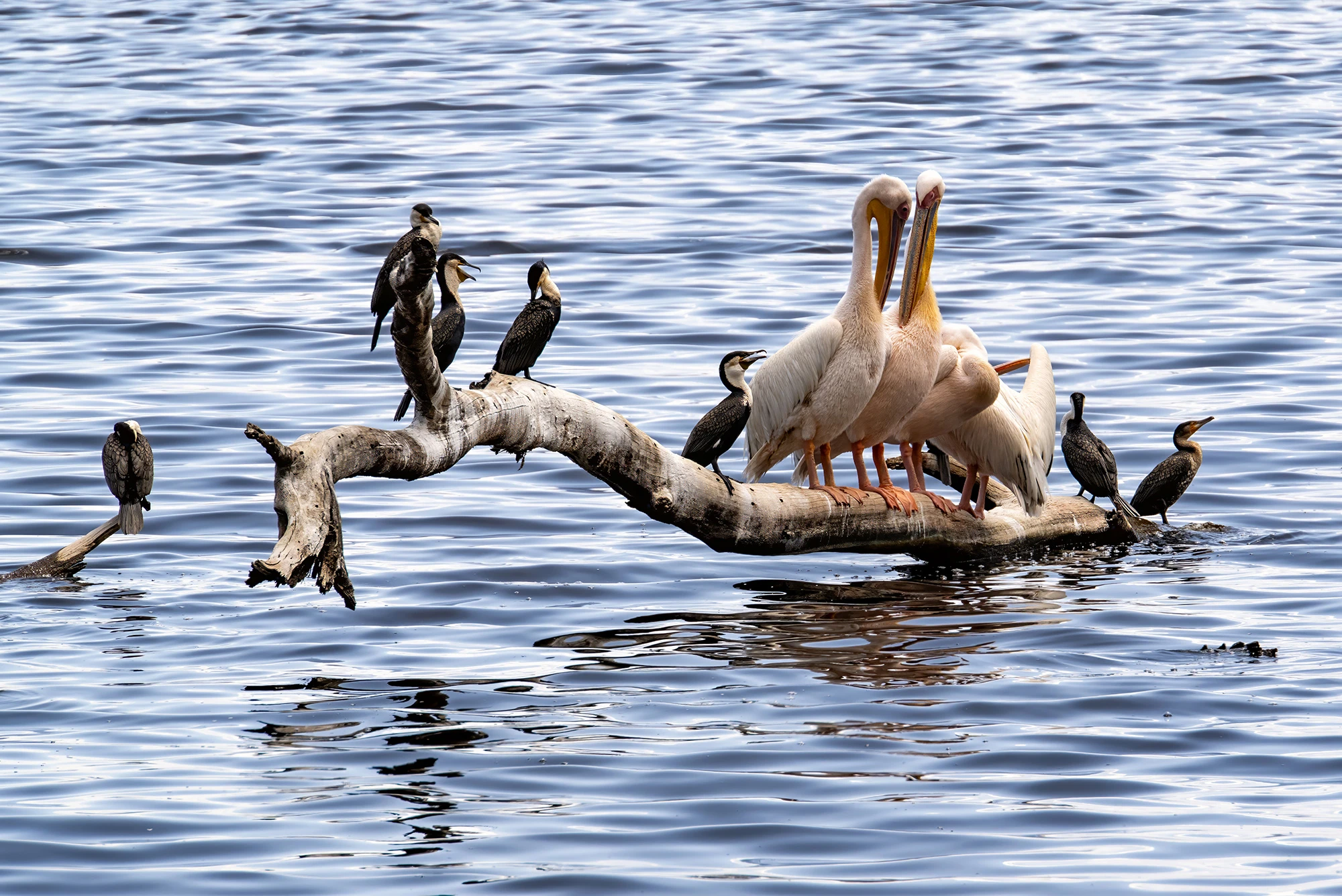 Friends, Kenia-Tansania – photo by Reiner Boehme