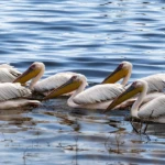 Pelicans on the way
