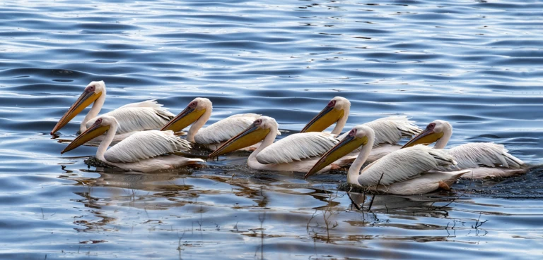 Pelicans on the way