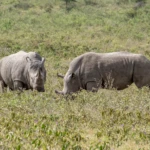 One of the big Five