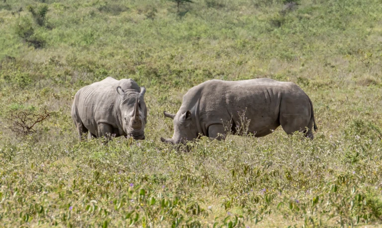 One of the big Five