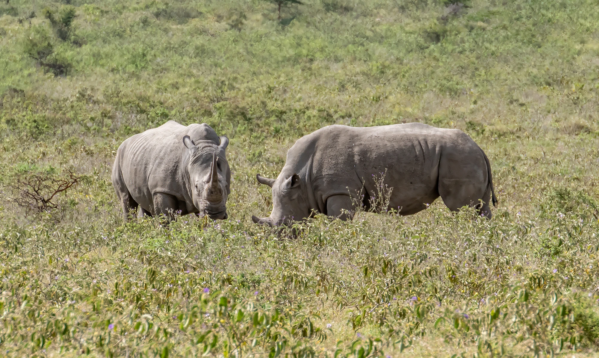 One of the big Five, Kenia-Tansania – photo by Reiner Boehme