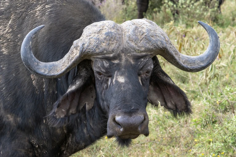 Buffalo