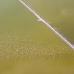 Road and Flamingos