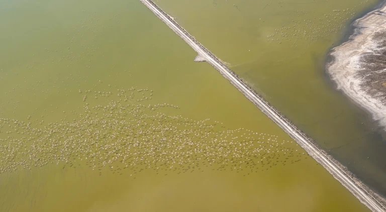 Road and Flamingos