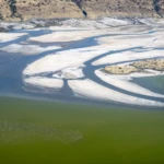 Flamingos love Magadi