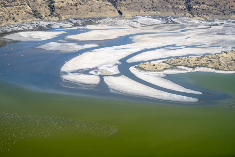 Flamingos love Magadi