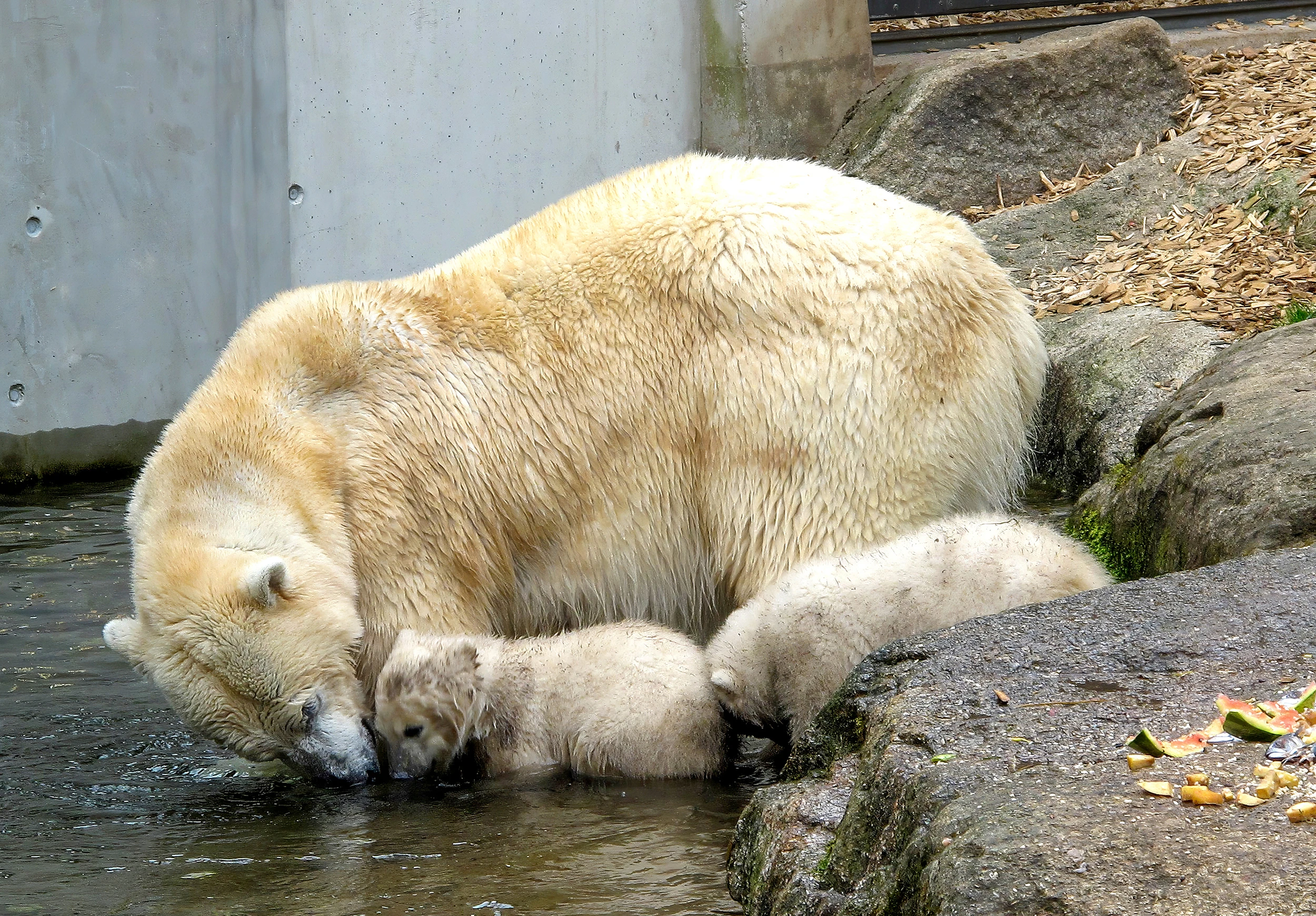 München Zoo, Various in Germany – photo by Reiner Boehme