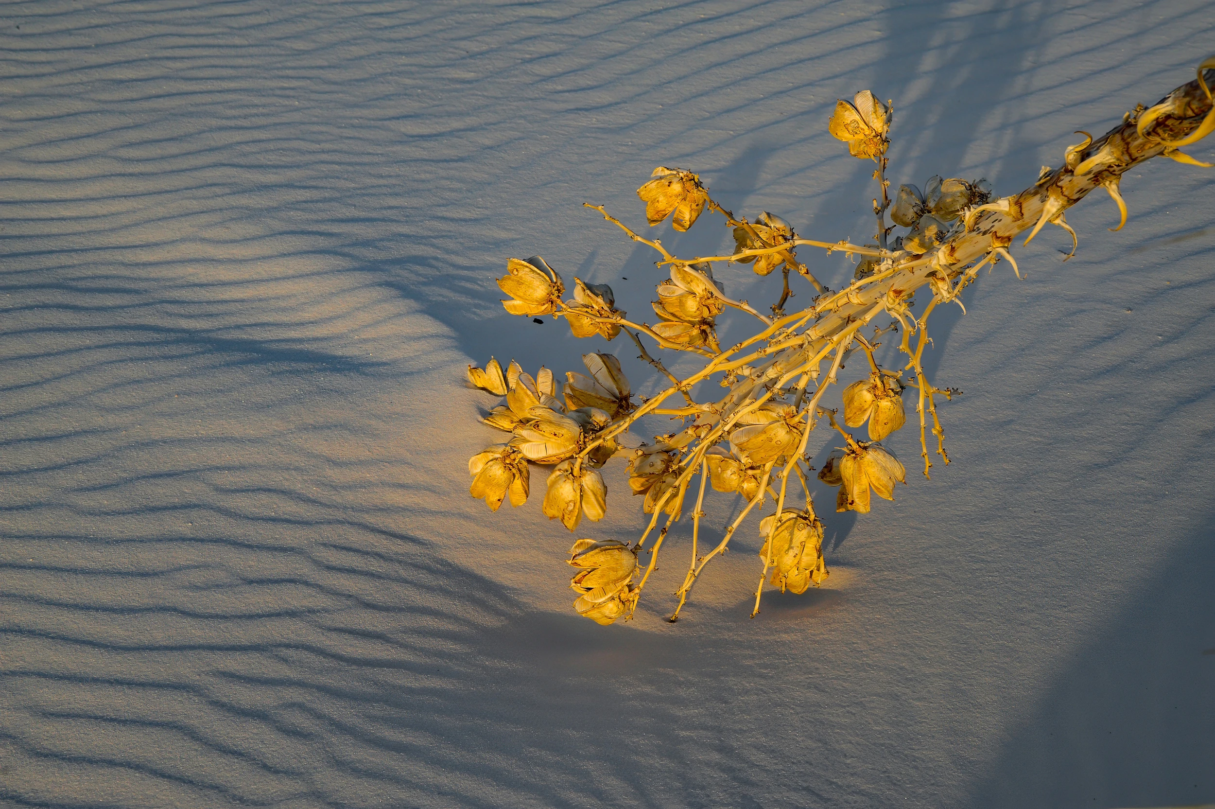 Golden hour, White Sands – photo by Reiner Boehme