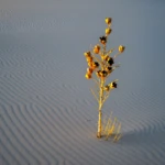 Golden light