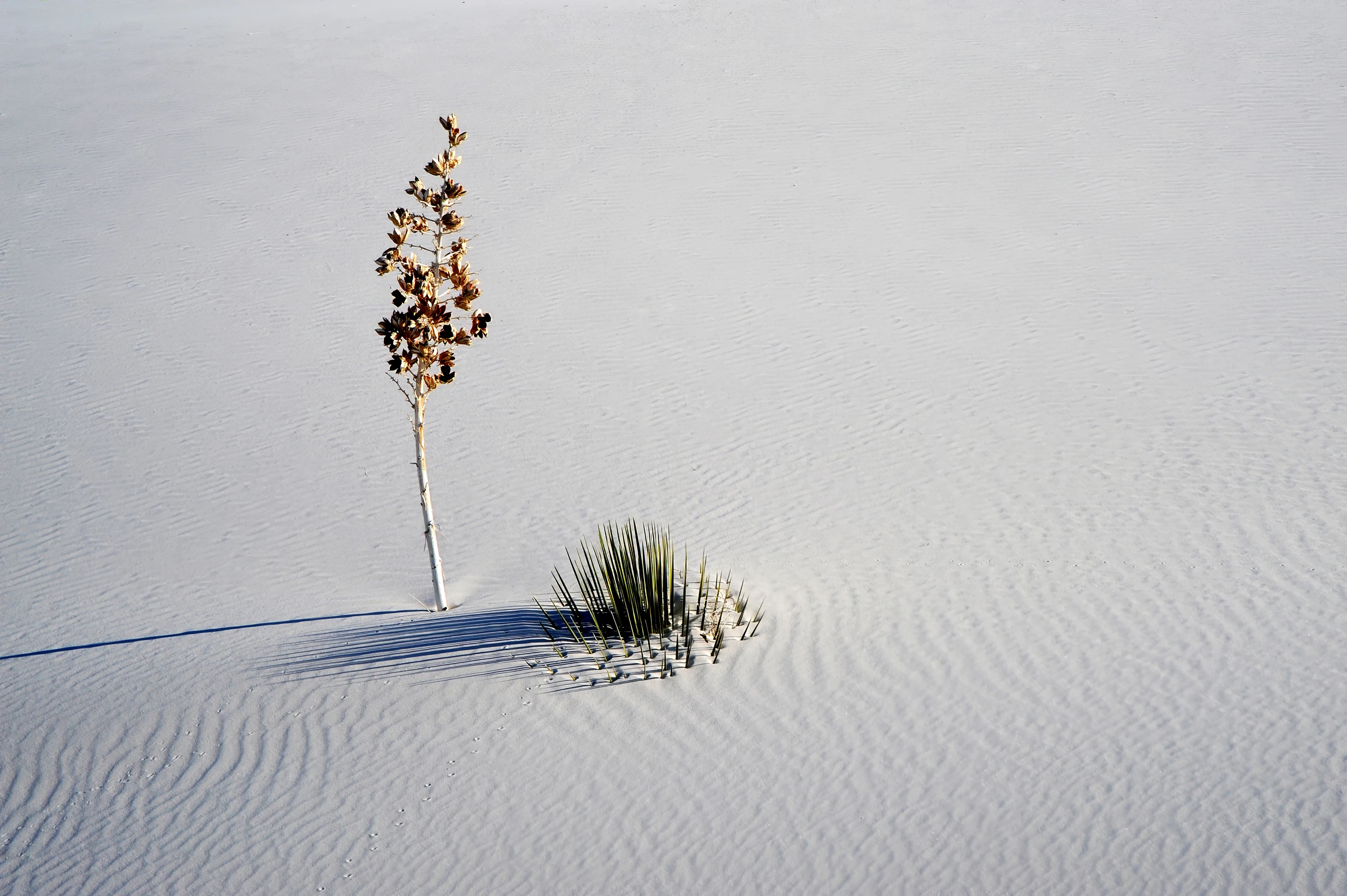 Friends, White Sands – photo by Reiner Boehme