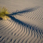 Lone plant