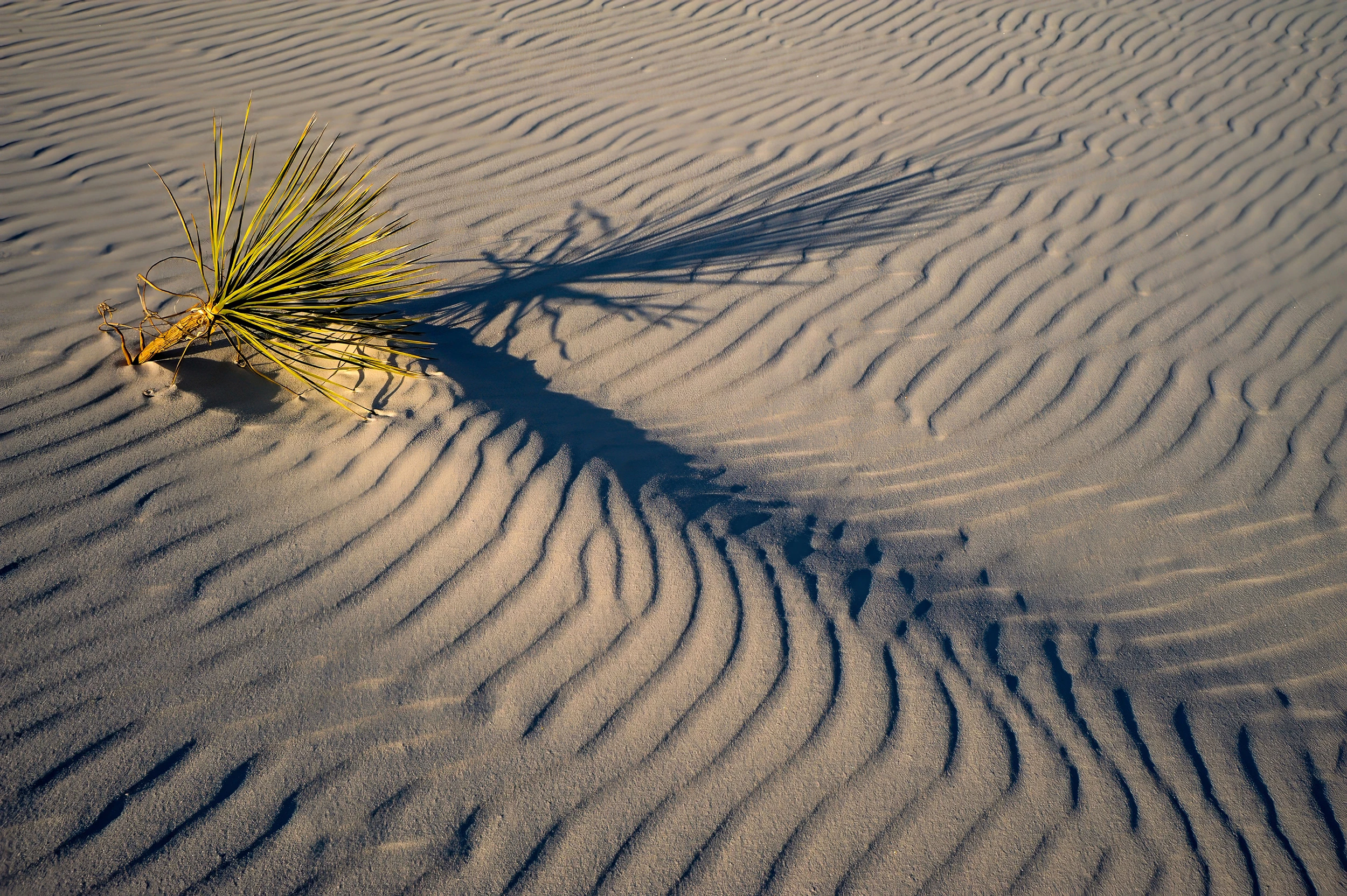 Lone plant, White Sands – photo by Reiner Boehme