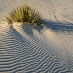 More lone plants