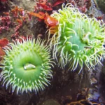 Monterey aquarium