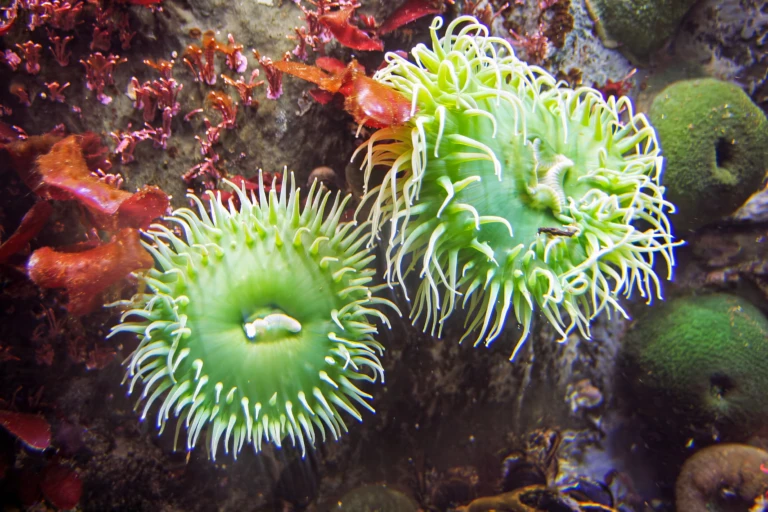 Monterey aquarium