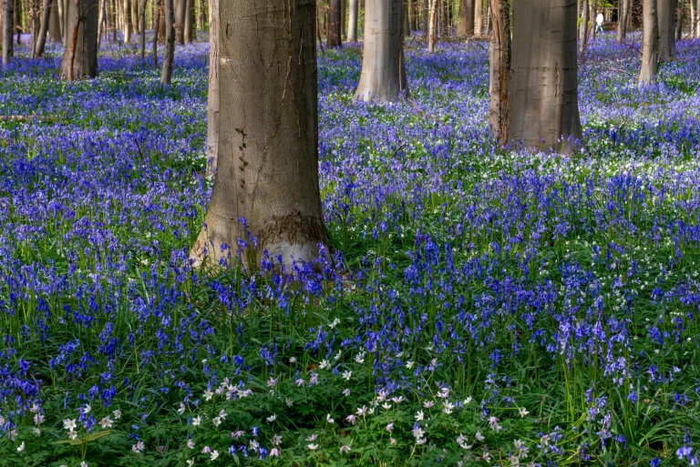 Hallerbos